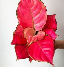 Aglaonema China Red