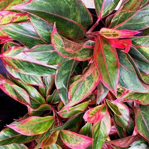 Aglaonema 'Red Lipstick