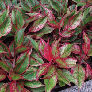Aglaonema 'Red Lipstick