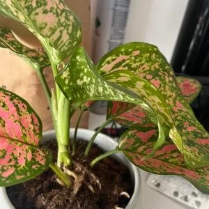 Aglaonema Pink