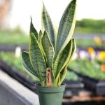 Snake Plant
