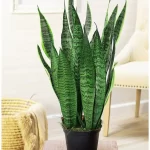 Snake Plant