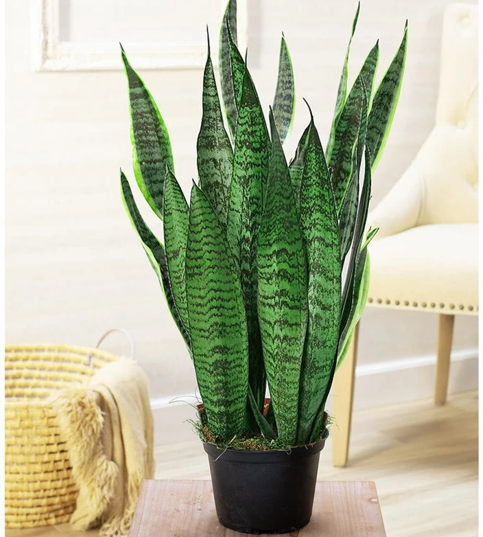 Snake Plant Snake Plant