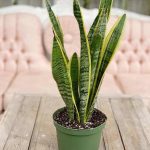 Snake Plant