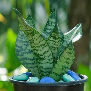 Snake Plant Dwarf