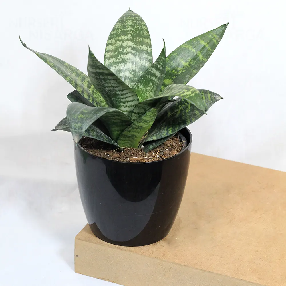 Snake Plant Dwarf Snake Plant Dwarf