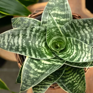 Snake Plant Dwarf