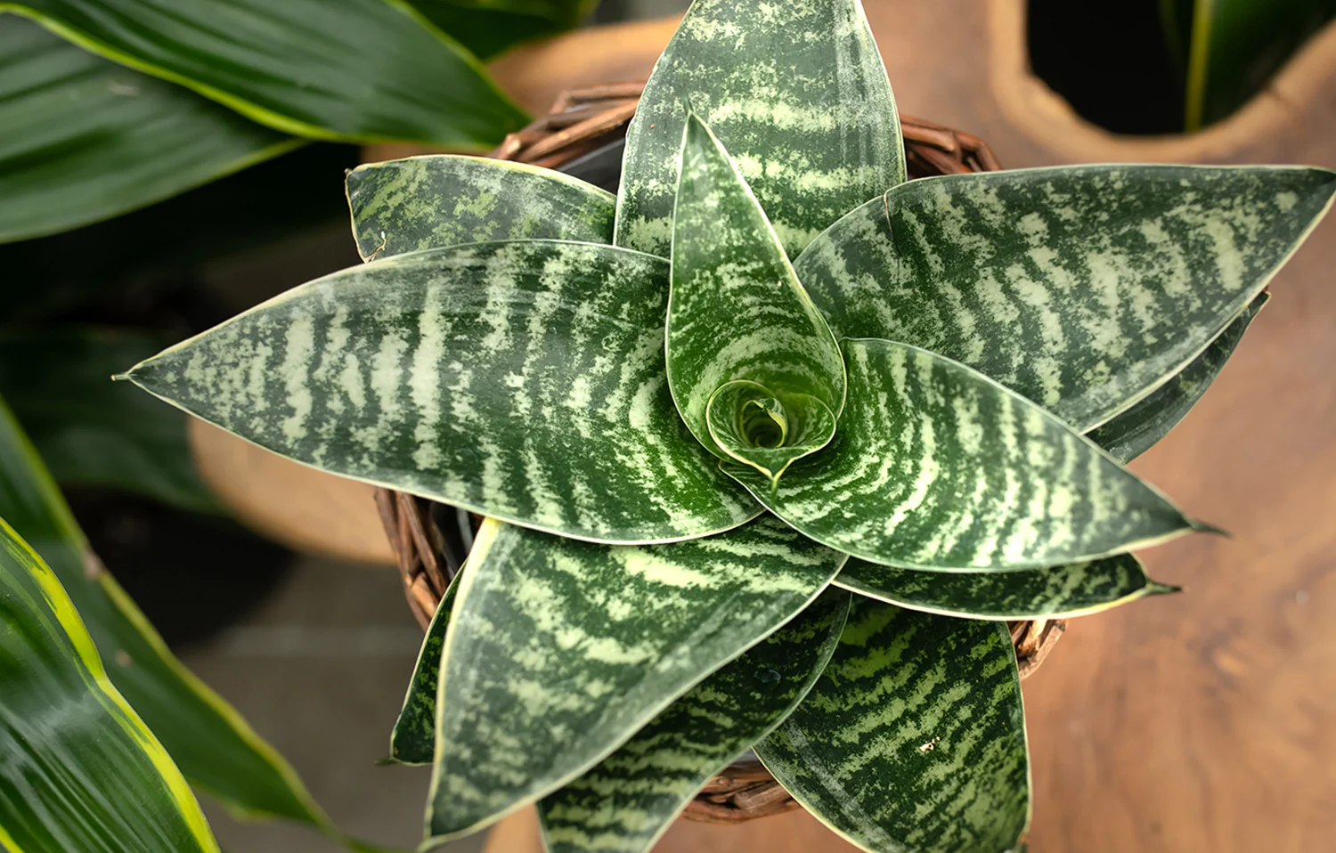 Snake Plant Dwarf Snake Plant Dwarf