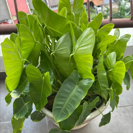 Philodendron 'Burle Marx'