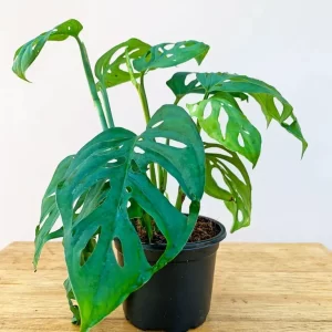 Philodendron Broken Heart