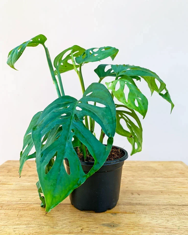 Philodendron Broken Heart