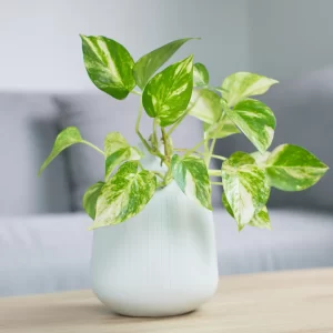 Golden-Pothos