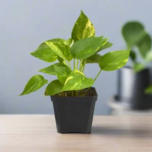 Golden-Pothos