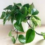 Marble Pothos