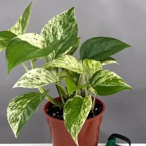 Marble Pothos