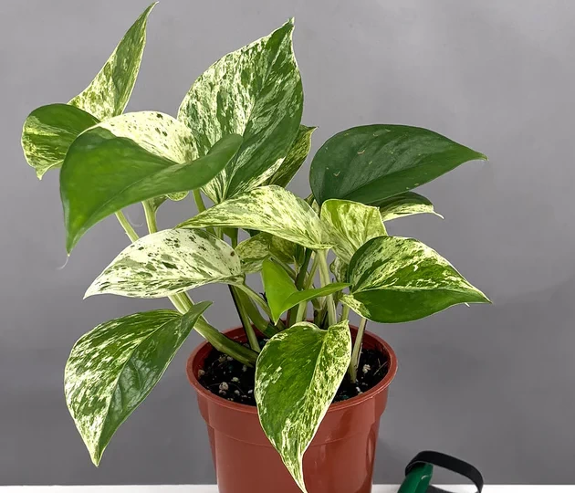 Marble Pothos