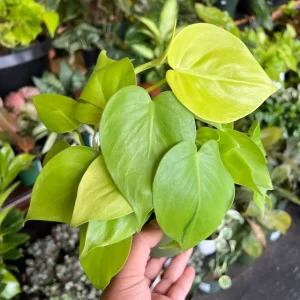 Neon Pothos
