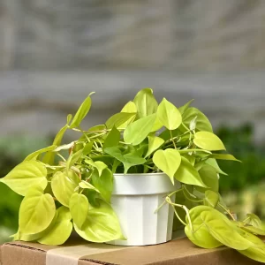 Neon Pothos