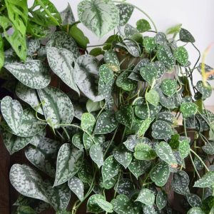 Satin Pothos