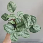 Satin Pothos