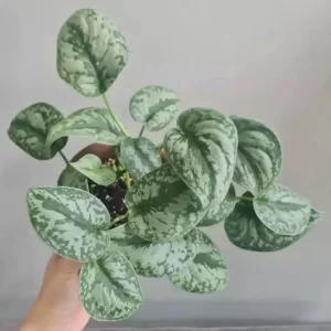 Satin Pothos
