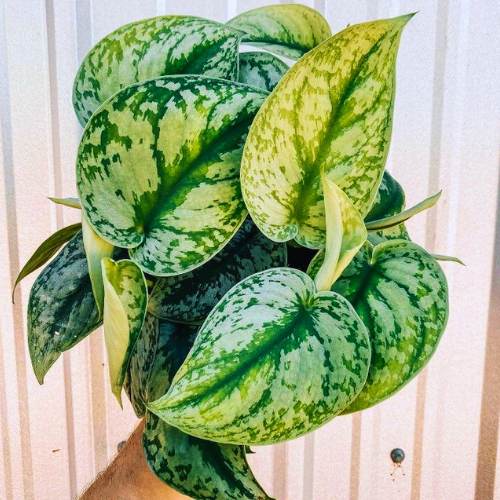Satin Pothos