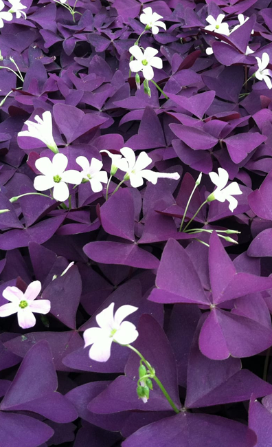 Oxalis-Purple