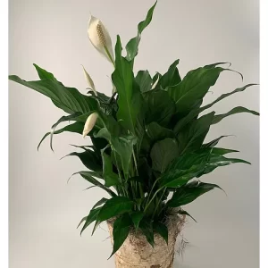 Peace Lily
