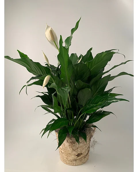 Peace Lily Peace Lily