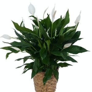 Peace Lily