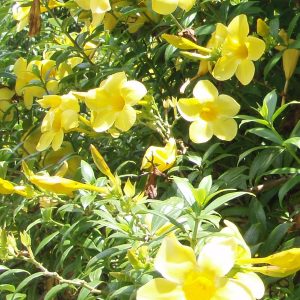 Allamanda