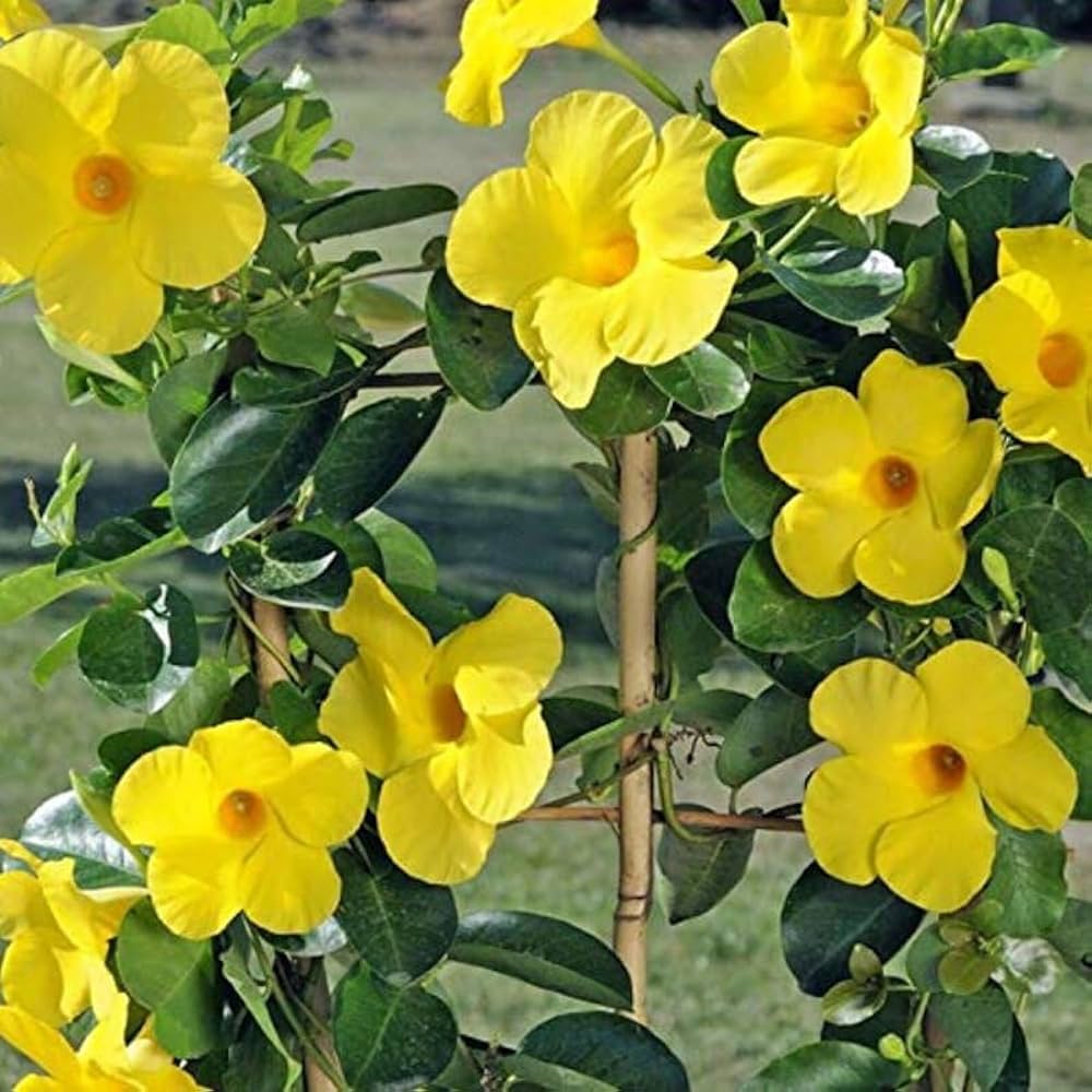 Mandevilla
