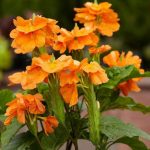 Crossandra Plant
