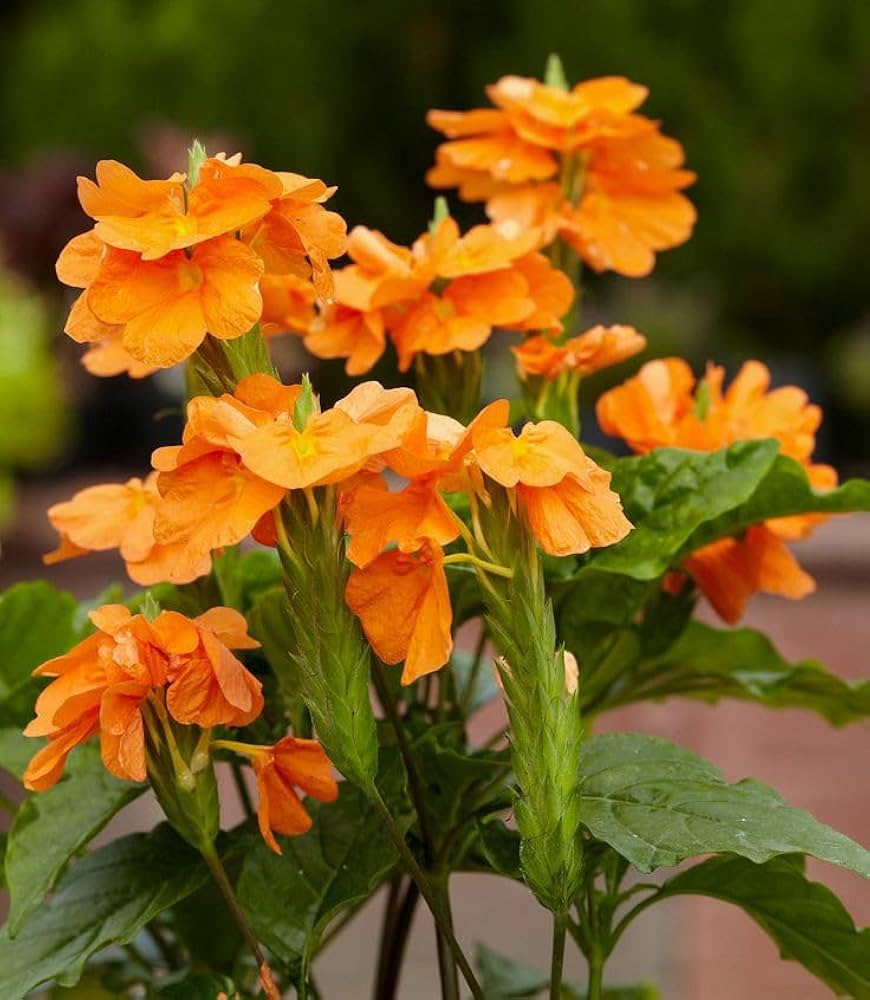 Crossandra Plant Crossandra Plant