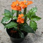 Crossandra Plant