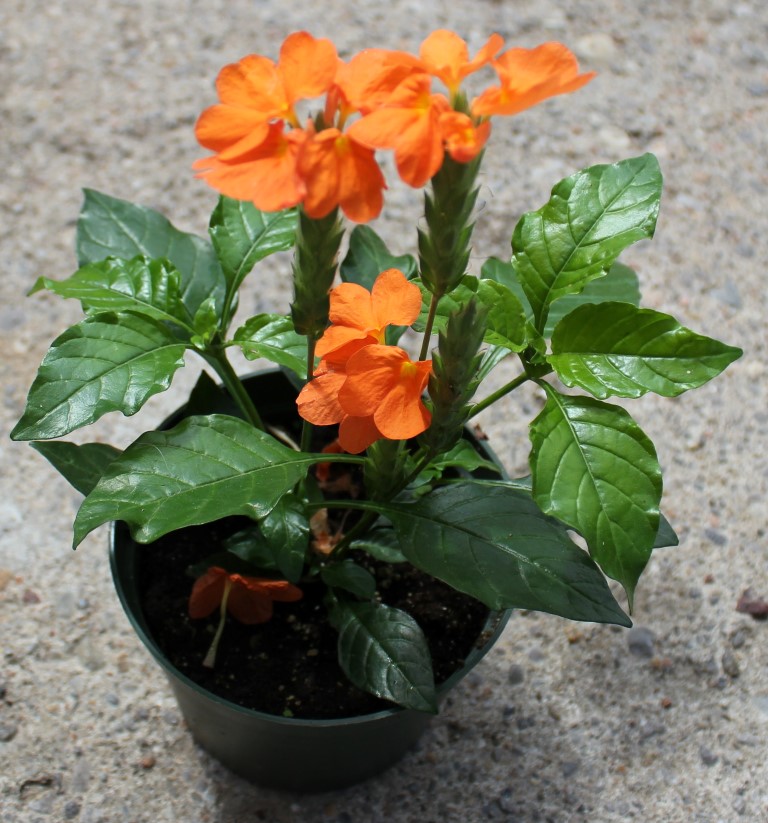 Crossandra Plant Crossandra Plant