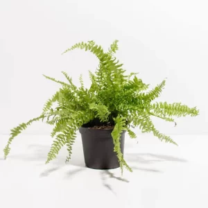 Boston Fern