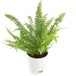 Boston Fern