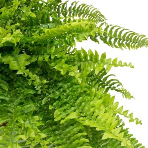 Boston Fern Plant