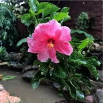 Hibiscus Pink Plant