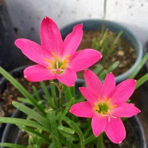 Rain Lily Pink