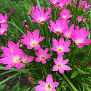 Rain Lily Pink