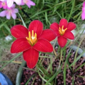 Rain Lily Red