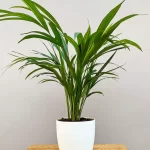Areca Palm