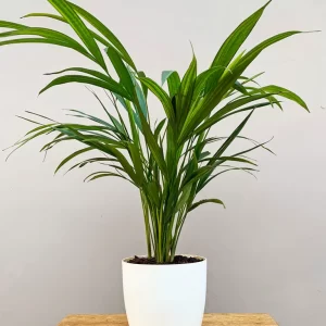 Areca Palm