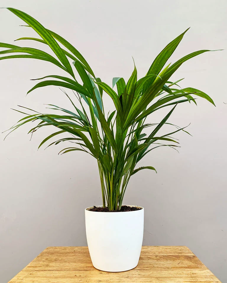Areca Palm