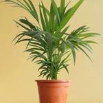 Areca Palm