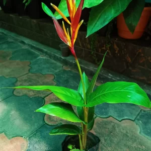 Heliconia Guyana