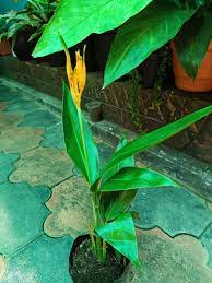 Heliconia Guyana