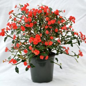 Euphorbia Geroldii